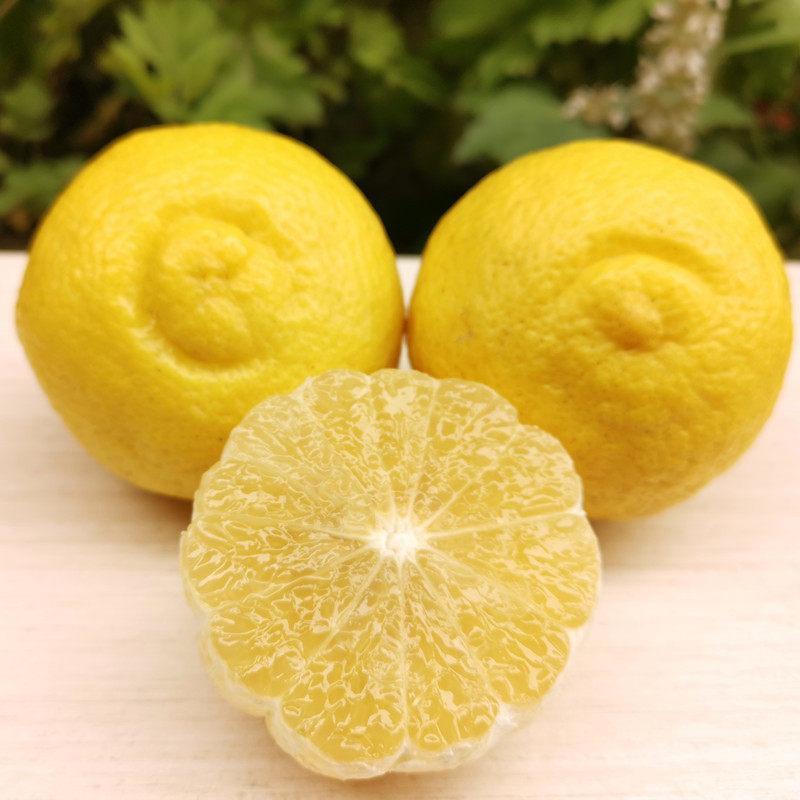 22年新货黄金贡柚精选5斤包邮新鲜水果春香桔柚丑柚子纯甜象山青