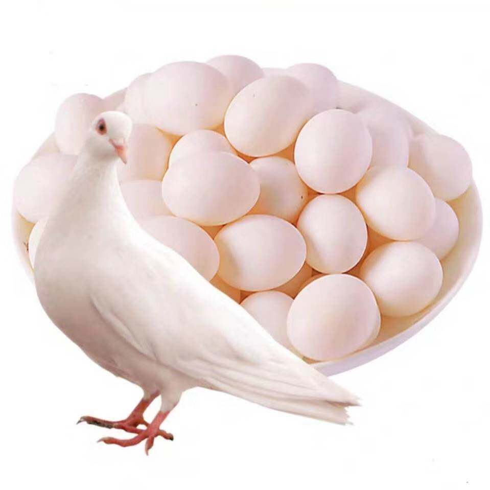 豪放!鸽子蛋的营养价值"开基创业"-第1张图片-宝益网
