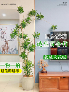 百合竹客厅绿植盆栽大型真植物客厅室内老桩造型四季常青金边盆景