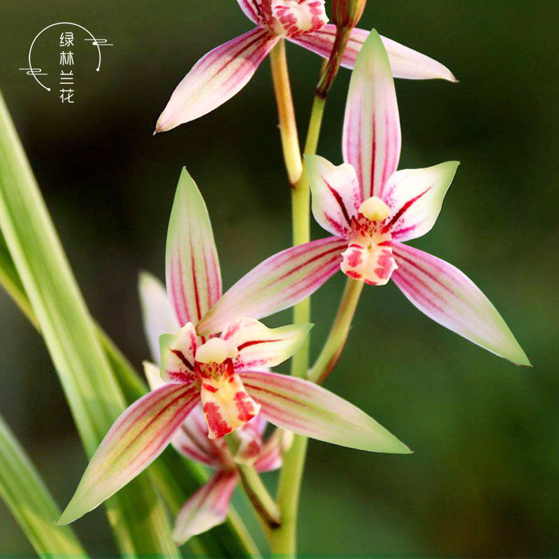 绿鸟嘴兰花