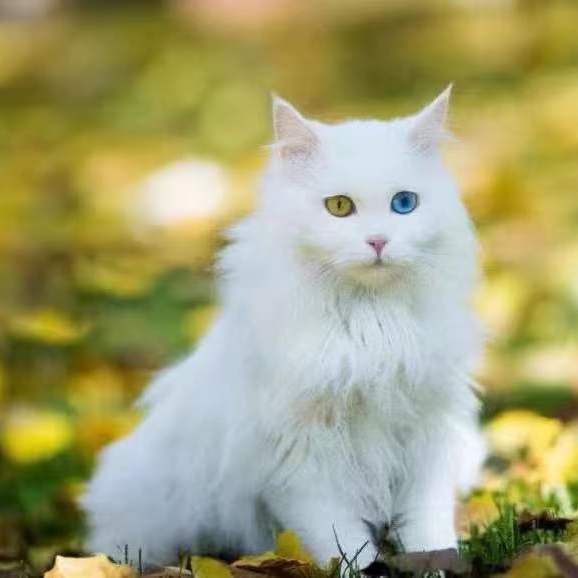 山东临清狮子猫幼崽波斯猫纯白纯橘色异瞳幼猫纯种黄狮子长毛猫咪