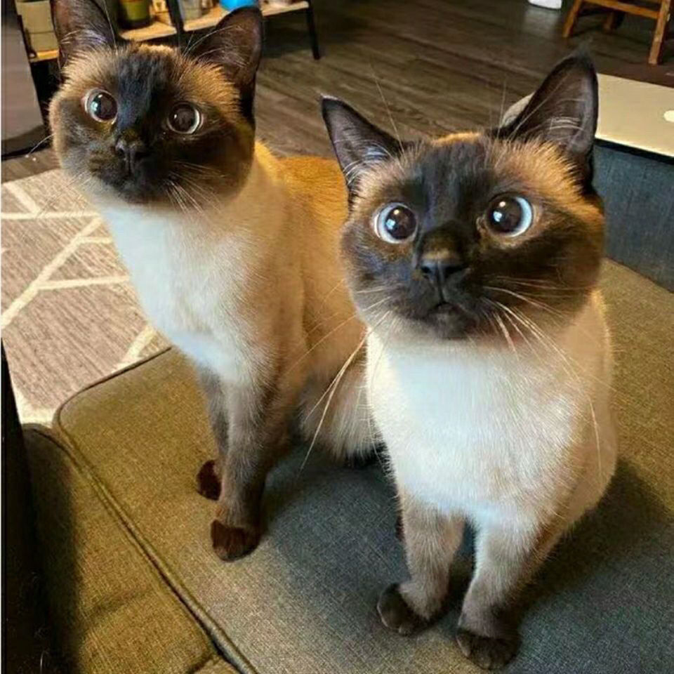 爱心暹罗猫幼猫短毛猫泰国猫海豹重点色蓝眼小猫活体宠物猫咪活物