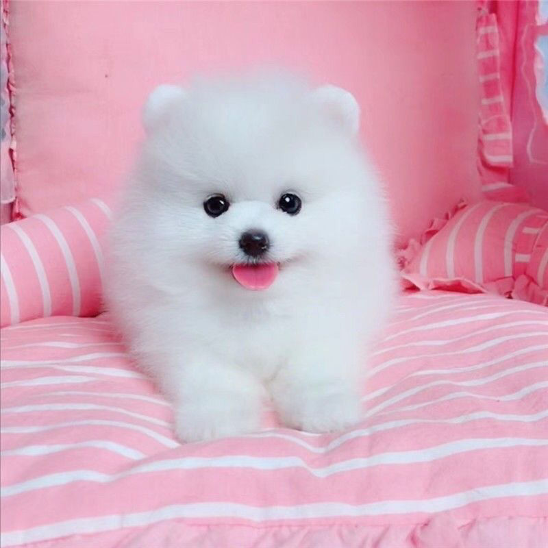 博美幼犬俊介活物长不大博美茶杯犬俊介小型犬袖珍白色宠物狗