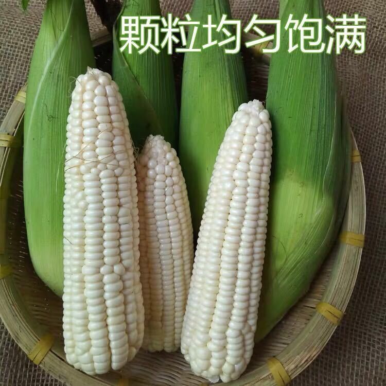 现摘新鲜珍珠白糯甜玉米8斤912个软糯玉米棒玉米8斤5斤3斤糯粘玉