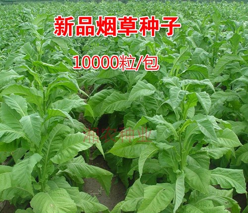 烟草种子_新品旱烟 烟草种子 阳台盆栽种植 高产烟叶 中熟 品种纯正