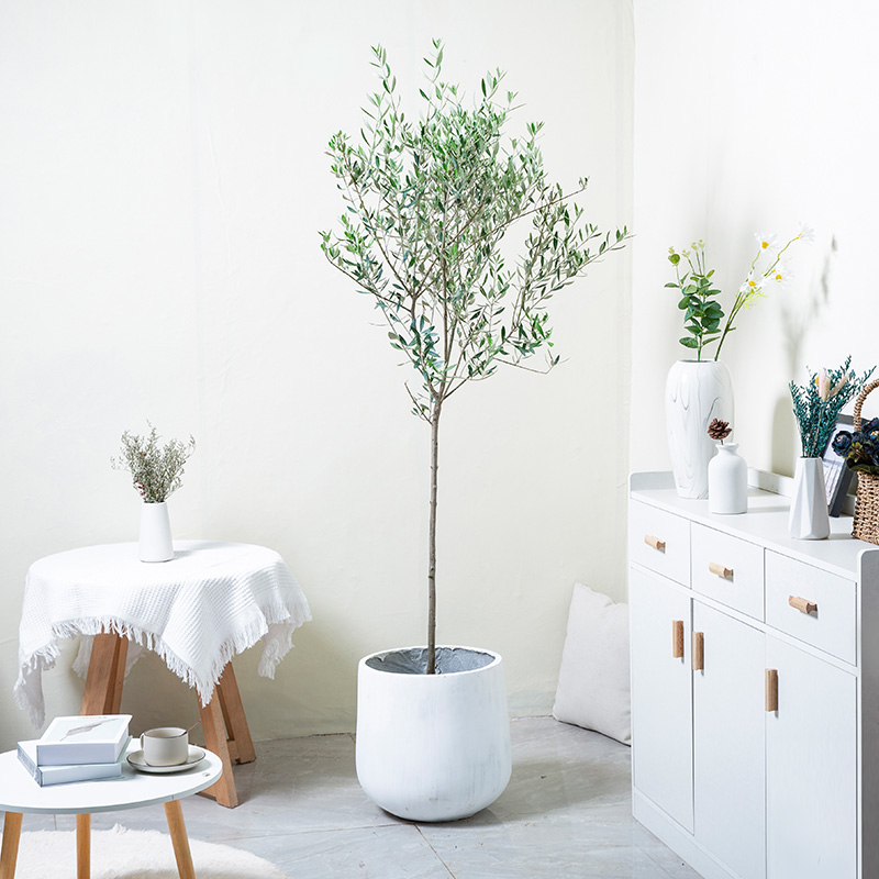 花兮绘橄榄树盆栽室内客厅棒棒糖植物观赏盆景油橄榄大型真绿植