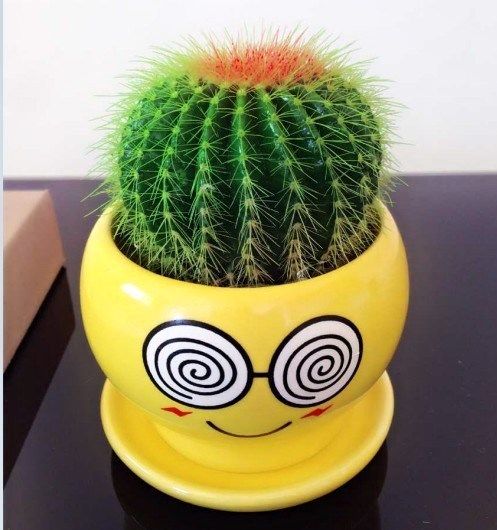 草球仙人球大额优惠券