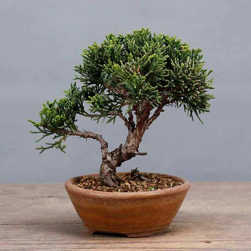 盆景盆栽济州真柏微型小品松柏办公室绿植摆件绿植