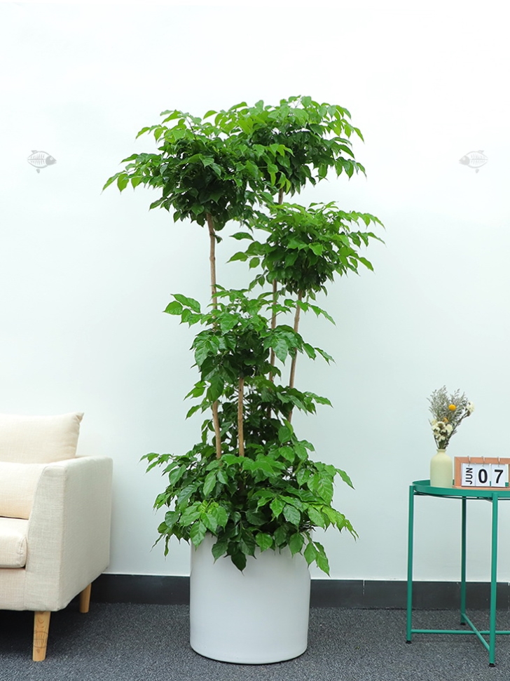 绿植植物大型平安树绿宝双层室内客厅盆栽办公室花架