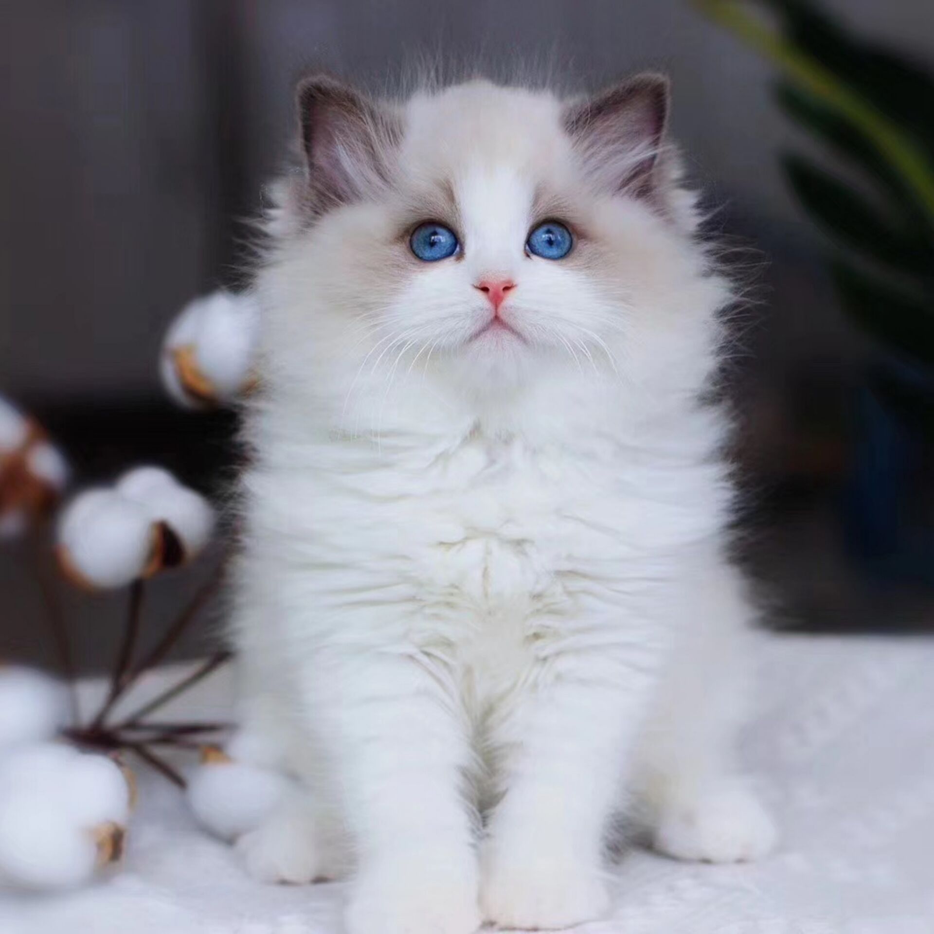 免费无偿领养布偶猫幼猫小奶猫活体宠物猫咪活物小猫幼崽同城领养