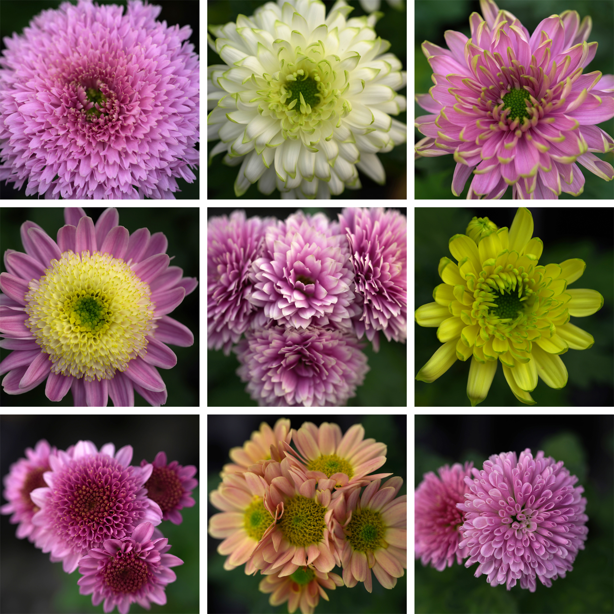 菊花鲜切花品种图片