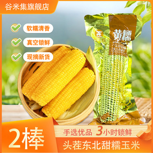 2023年东北甜糯玉米真空包装黄糯苞米头茬现摘新鲜甜玉米粒粘糯香
