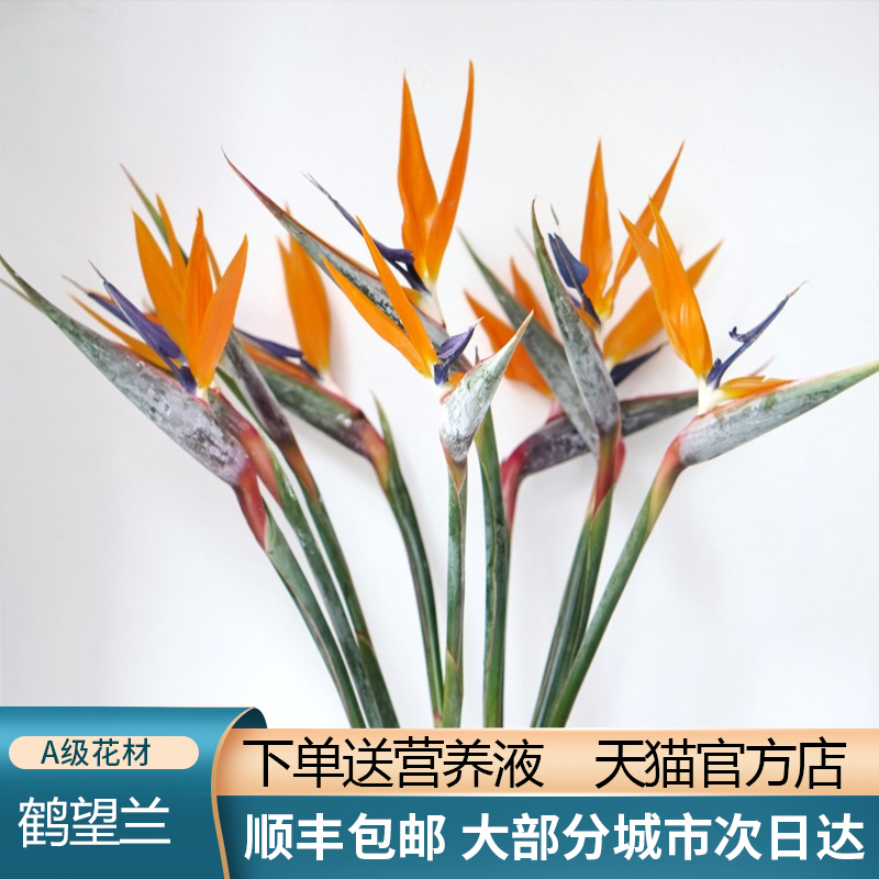 新品现货天堂鸟鹤望兰鲜花花束真花送女友生日祝福花北京同城闪送