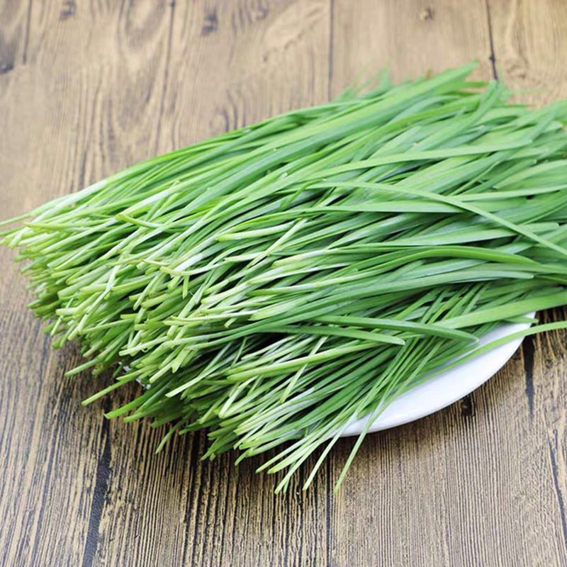 细叶韭菜种子种籽子苗菲菜四季菜种盆栽根蔬菜菜种籽种孑小叶大全
