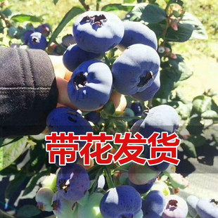 蓝莓苗盆栽特大带土阳台南方北方种植当年结果耐寒蓝莓苗果树果苗
