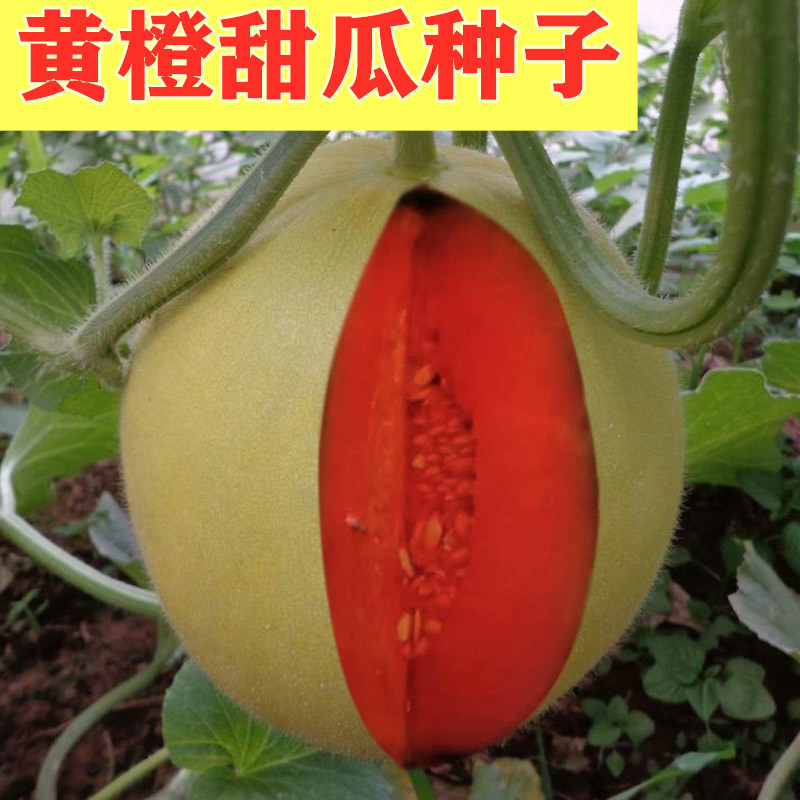 黄橙甜瓜种子意大利原装进口香瓜种子超甜礼品甜瓜品种四季包邮