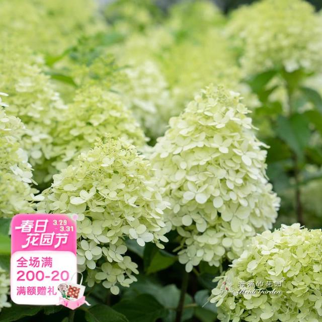 北极熊圆锥绣球花室外庭院露台盆栽花卉植物绣球花苗