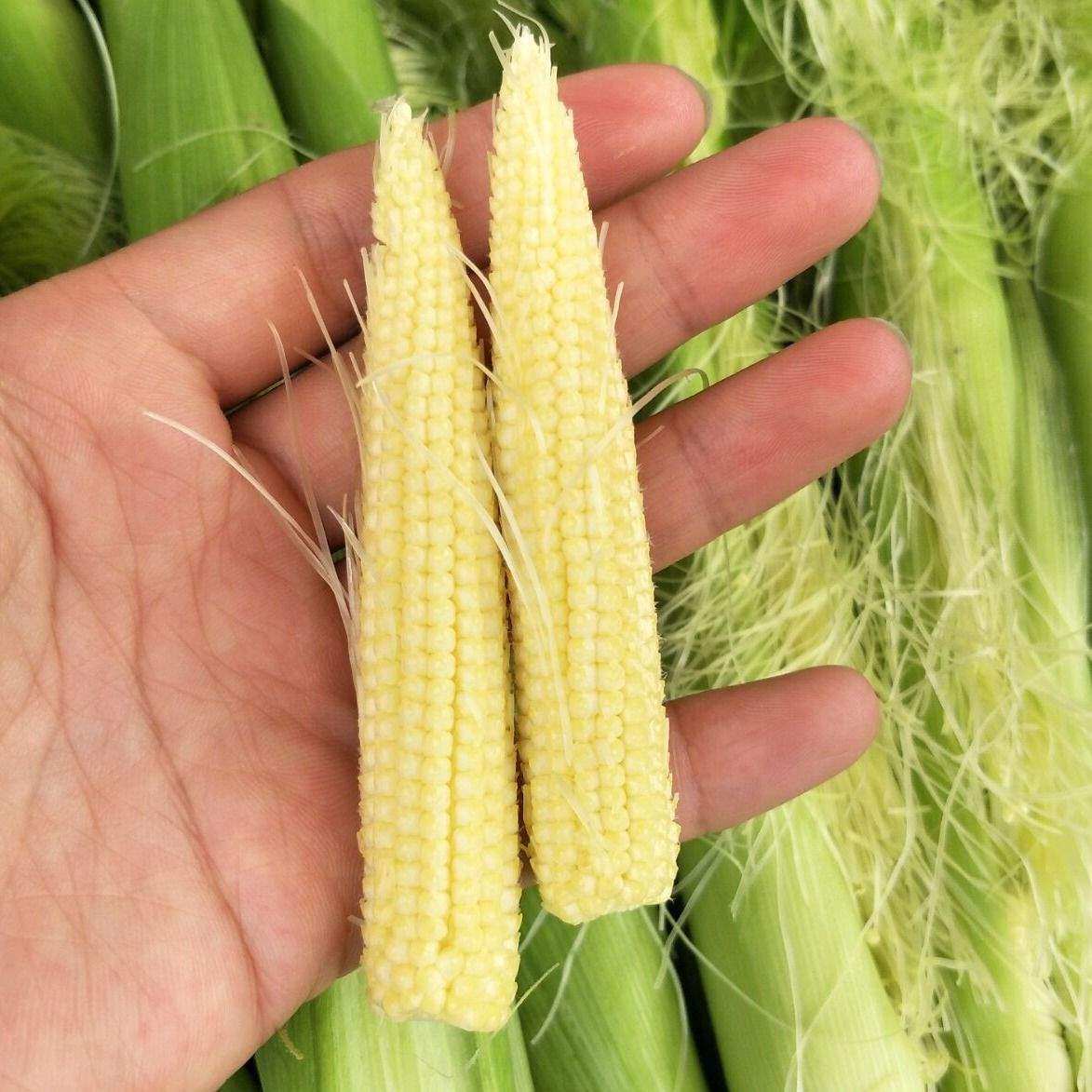 玉米广西横县农产品新鲜小玉米咀邢终馄