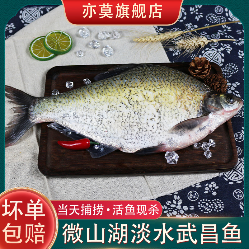 新鲜扁鱼鳊鱼武昌鱼更新于2023-01-08只看券价格推荐销量综合"武昌鱼