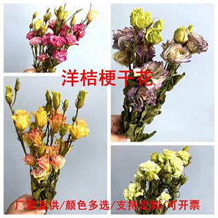 洋桔梗干花 乾燥花装饰干花客厅摆设 北欧风花材 工厂