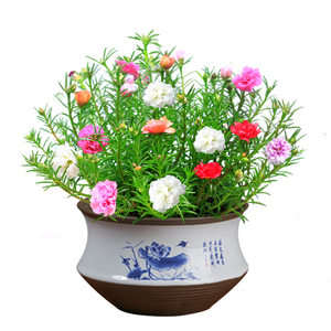 【懒人花卉太阳花图片】懒人花卉太阳花图片大全_好便宜网