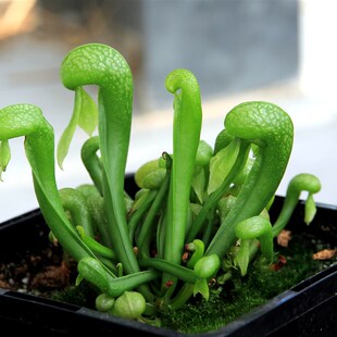 包邮 驱虫草物食虫w草食蚊植捕蚊草捕蝇草吃x虫 蛇瓶子草