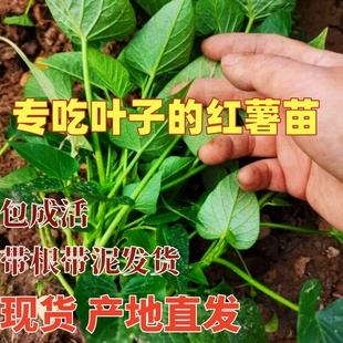 吃叶红薯种苗红薯苗秧叶子可以吃的山芋秧苗食叶型红薯种山芋藤苗