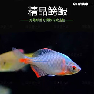 好养鳑鲏鱼清洁观赏旁皮淡水冷水活体小型鱼混养群游原生鱼缸除藻