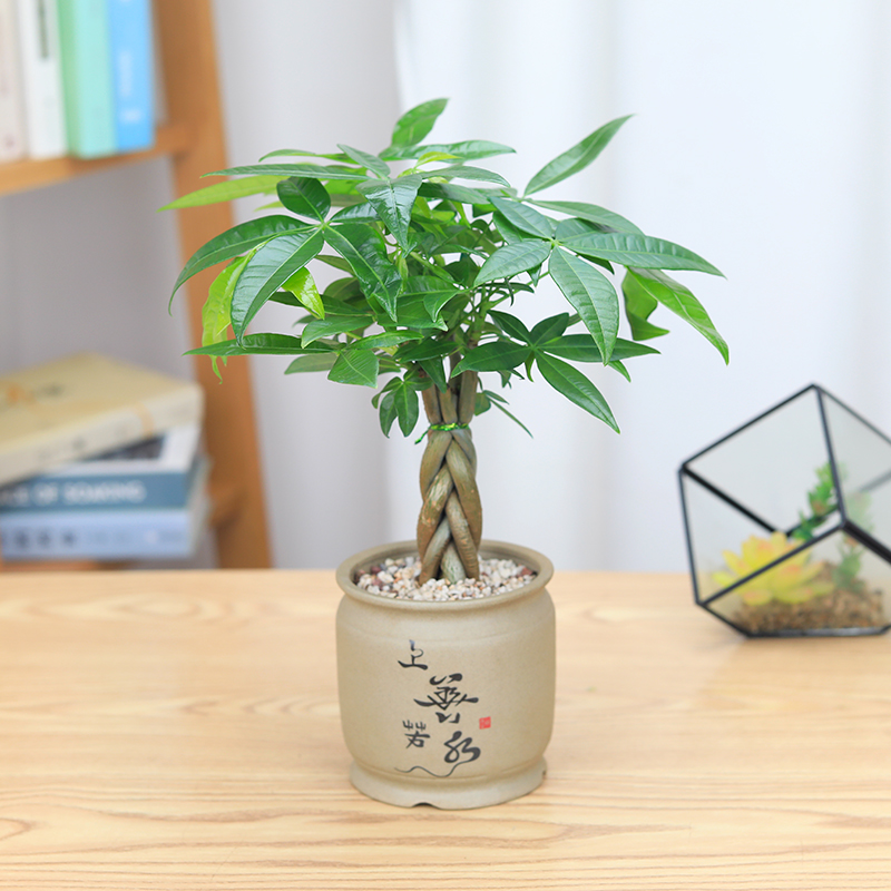 发财树盆栽植物室内客厅好养办公室水培绿植小盆景招财小盆栽花卉在类目 鲜花速递/花卉仿真/绿植园艺, 花卉/绿植盆栽(新), 绿植中 - 来自Buy2taobao.com提供专业的淘宝代购服务