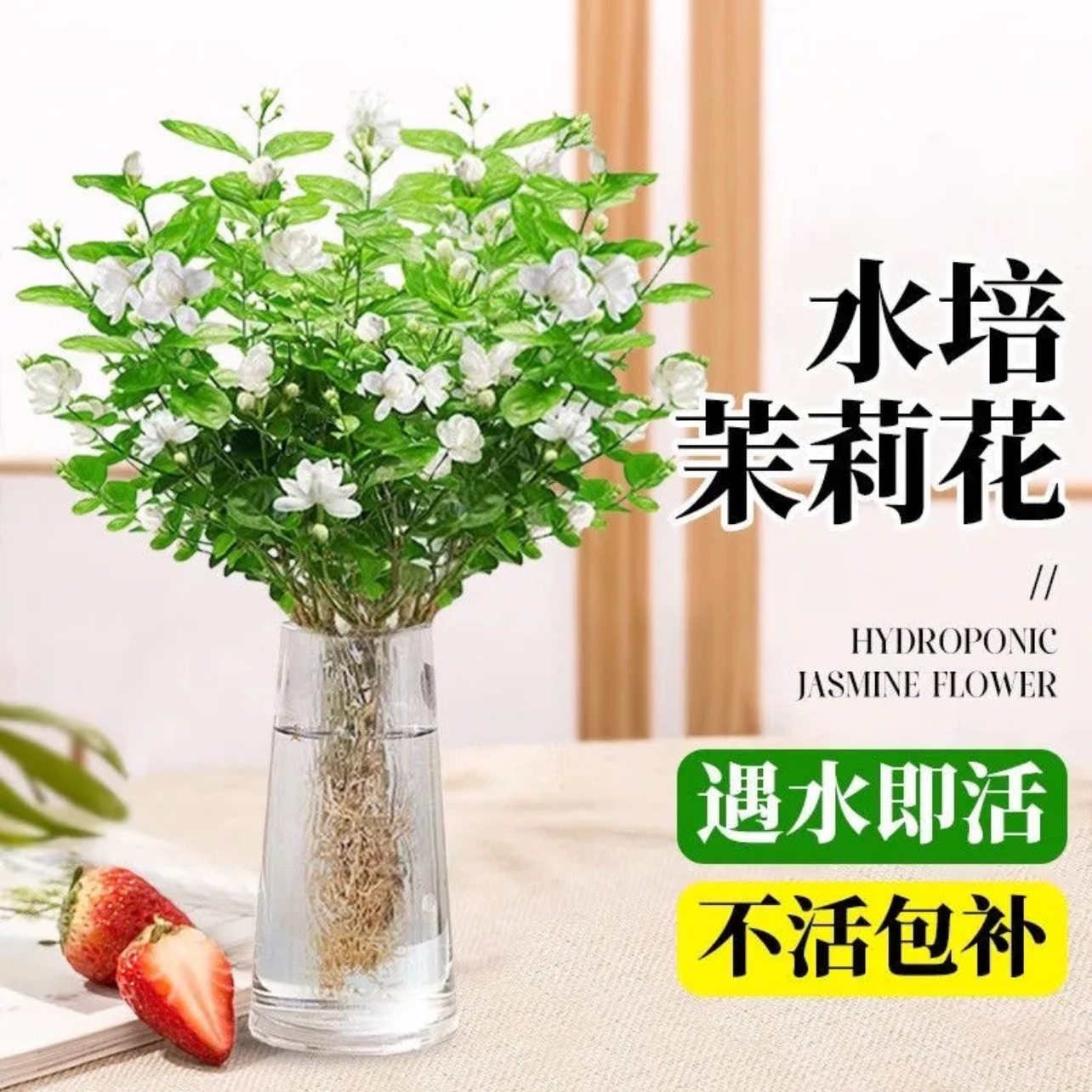 茉莉花水培植物盆栽绿萝箩花卉室内花