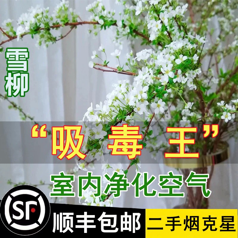 雪柳鲜枝水培盆栽绿萝箩花卉植物室内