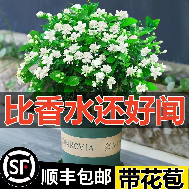 浓香茉莉花苗盆栽带花苞栀子花卉植物