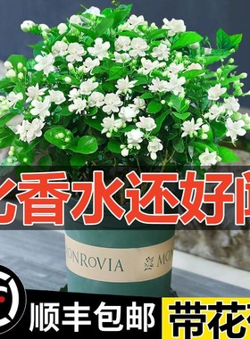 浓香茉莉花苗盆栽带花苞四季开花