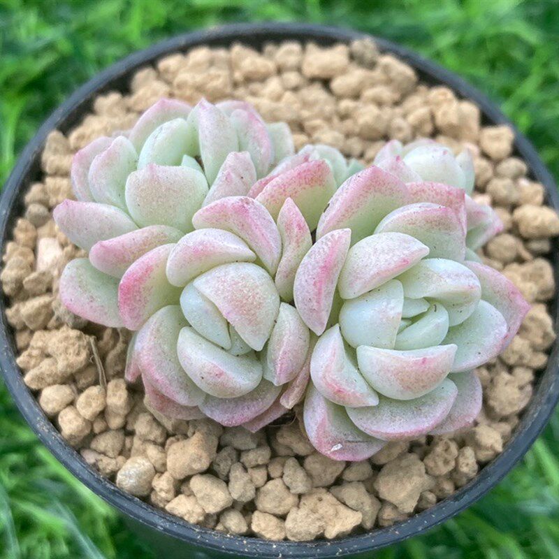 白杂杂交发货58元一拍一物新品奶油月影白月影多肉植物