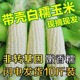 广西现摘白甜糯玉米10斤新鲜当季白糯甜棒子苞谷粒玉米蔬菜包邮