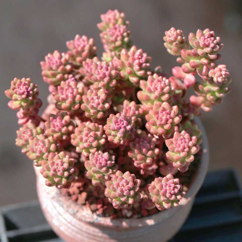 多肉植物赤豆大株群生多头云南肉肉绿植盆栽四季室内外花卉包活