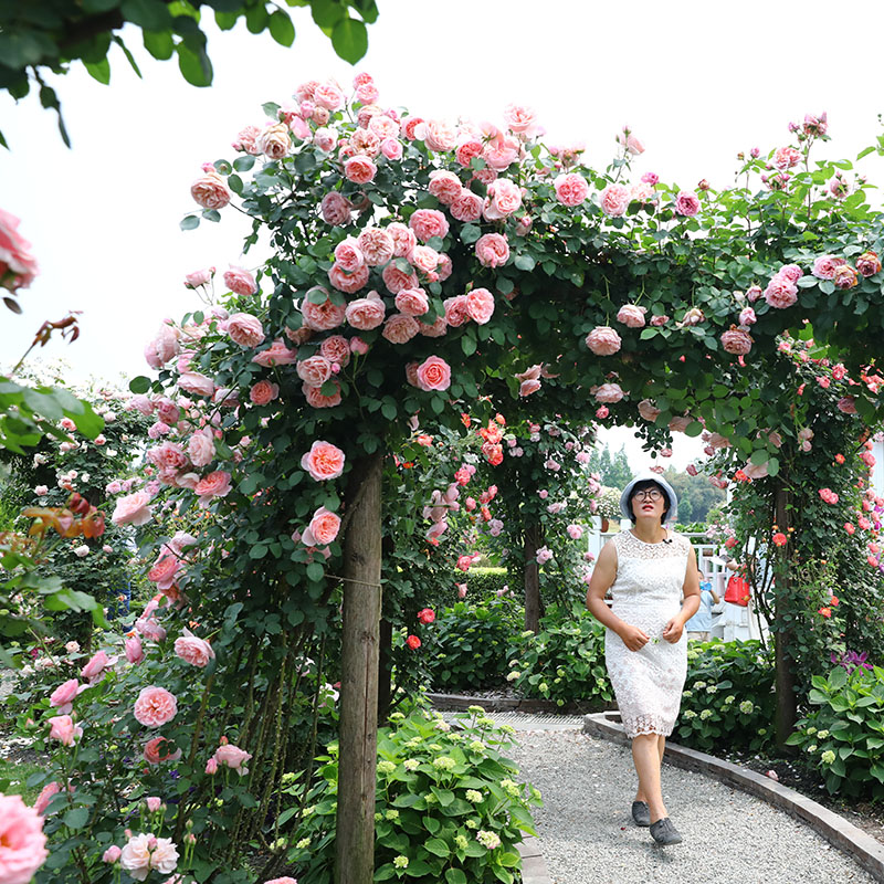 海蒂的花园藤本月季龙沙宝石花卉植物易活好养爬藤盆栽花苗