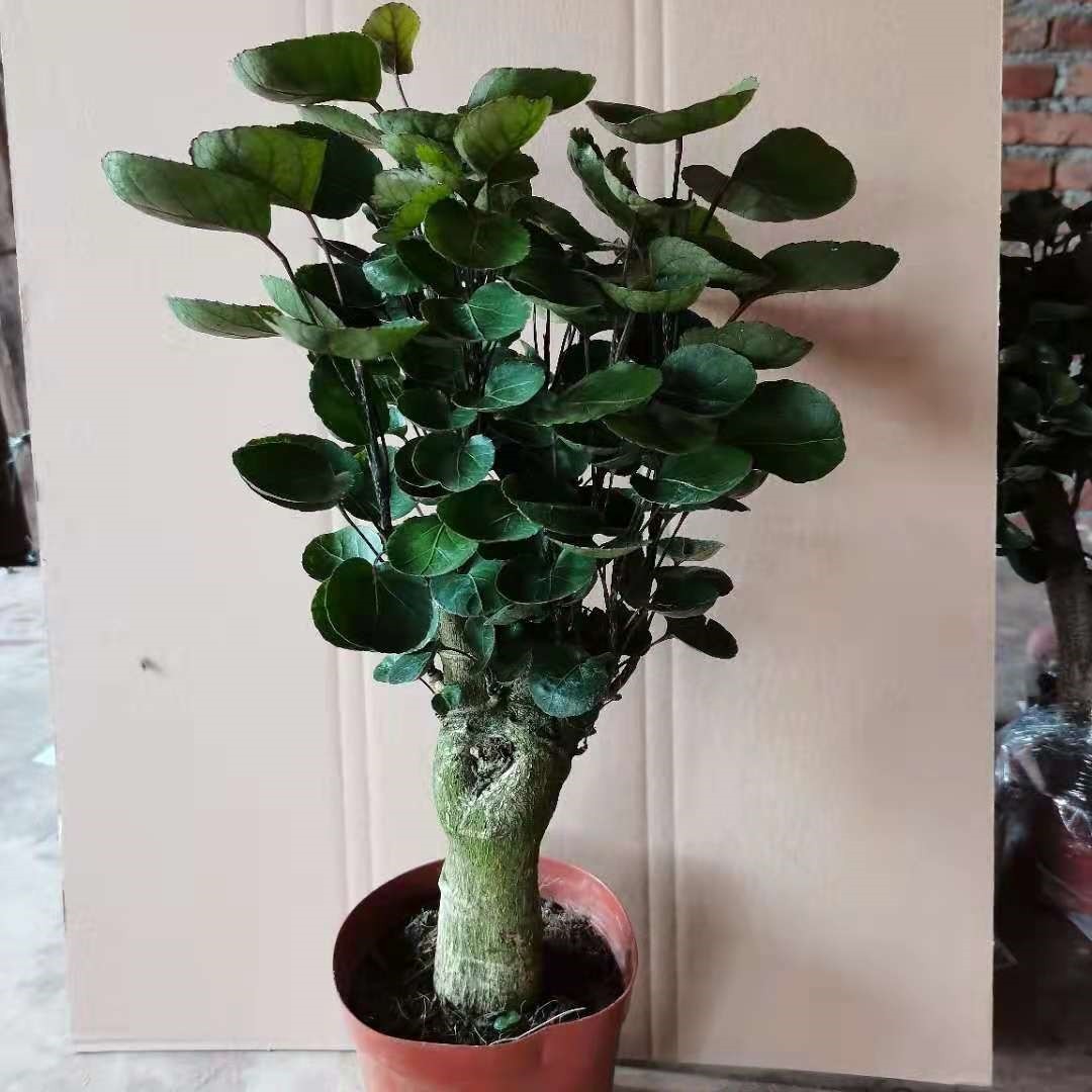 钱多多金钱兜盆栽室内客厅观叶四季常青植物招财树福绿桐绿植好养