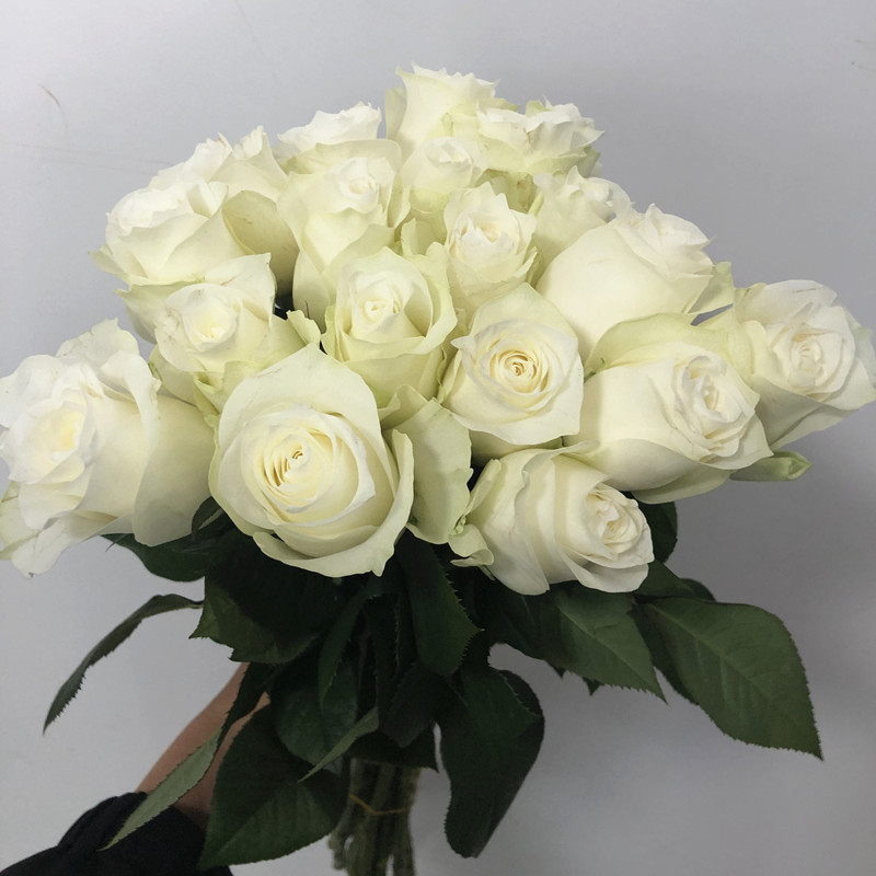 拍市a级鲜切花批发的优惠券大全—骄傲白玫瑰鲜花 纯洁青春表白爱情