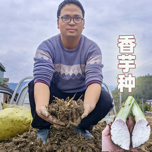 正宗广西荔浦乐昌香芋头苗炮弹芋头种子新鲜蔬菜槟榔芋芋头苗盆栽