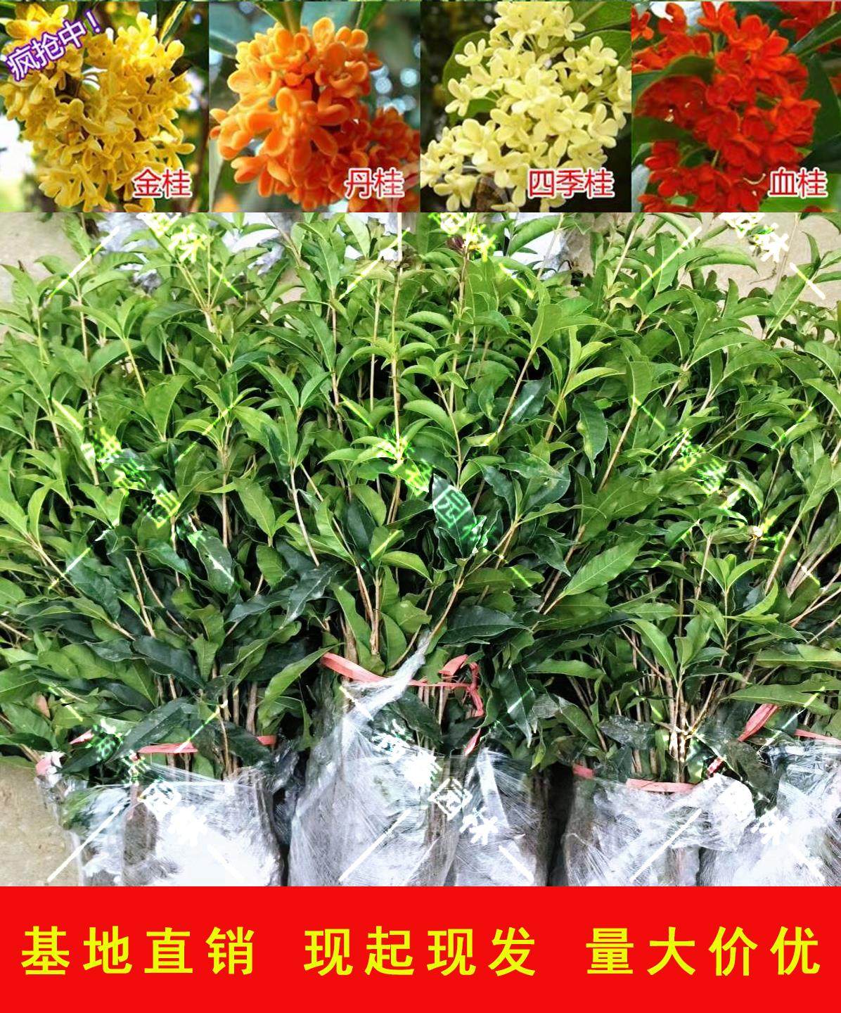 四季开花桂花树苗金桂盆栽浓香型丹桂好养地栽植物庭院室外耐寒