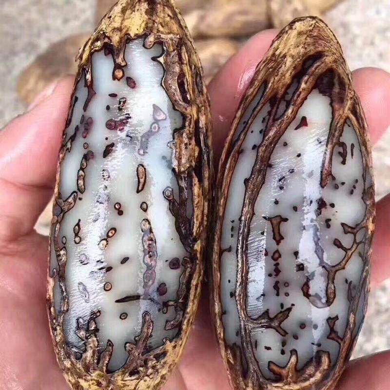 千眼菩提原籽超大千眼菩提子热销红绿风化果男女手把件手串挂件