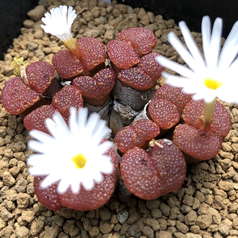 精品番杏科的链接生l石花肉锥苏西314非常容易岛田花园多肉直播