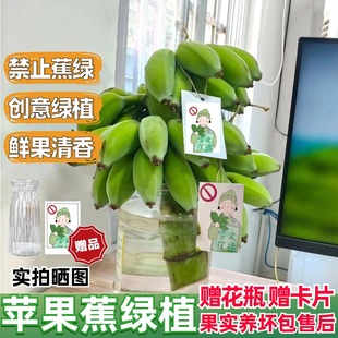 整株苹果蕉桌面绿植可食用水培香蕉办公室送礼拒绝禁止蕉绿