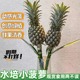 水培小菠萝新鲜带杆黑凤梨可食用创意办公室内绿植桌面插花闻香