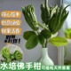 水培佛手柑桌面绿植室内盆栽带枝水养观赏水果新鲜佛手瓜插花闻香