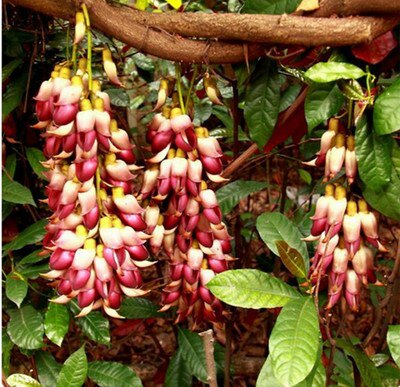 油麻藤树苗攀爬植物庭院盆栽绿植花卉爬藤攀援禾雀花苗常绿油麻藤