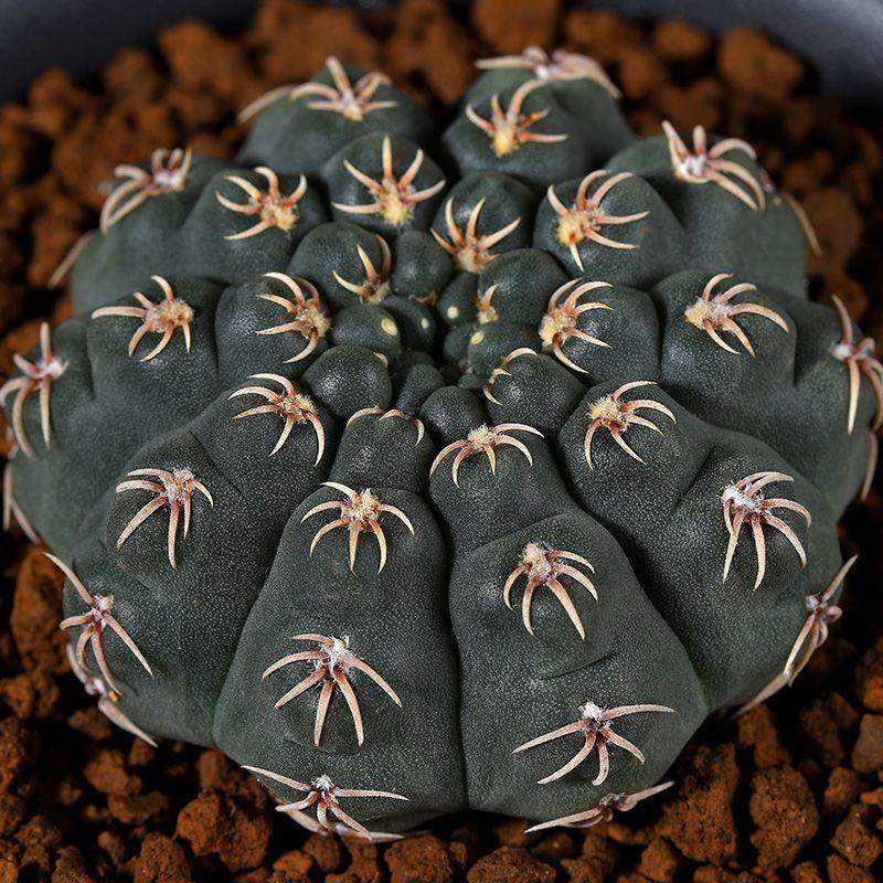 多肉植物实生白刺瑞昌玉趴仙人球不多肉植物