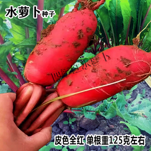 四季红水萝卜种子红皮白肉萝卜种籽嫩脆多汁早熟脆甜四季蔬菜种子