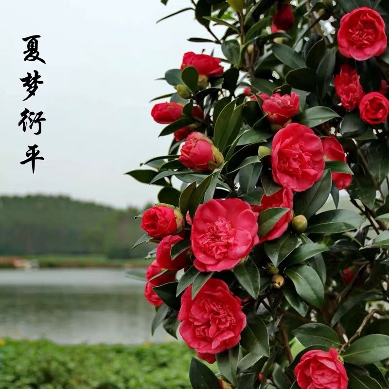四季杜鹃红山茶花新品种夏日系列衍平小璇七心盆栽重瓣带花苞耐寒